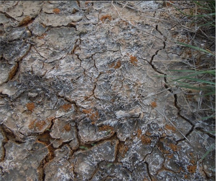 中国西北地区荒漠植物在两种不同盐碱土中的水源和水分利用效率对比