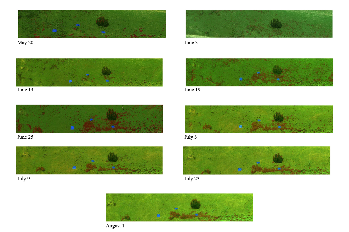 应用高光谱成像技术监测物种入侵 应用高光谱成像技术监测物种入侵