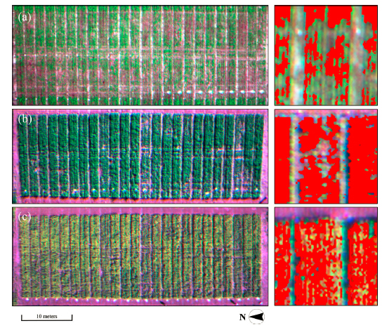 基于无人机获取冠层反射数据的油菜钾含量及绿桃皮病易感性的监测分析